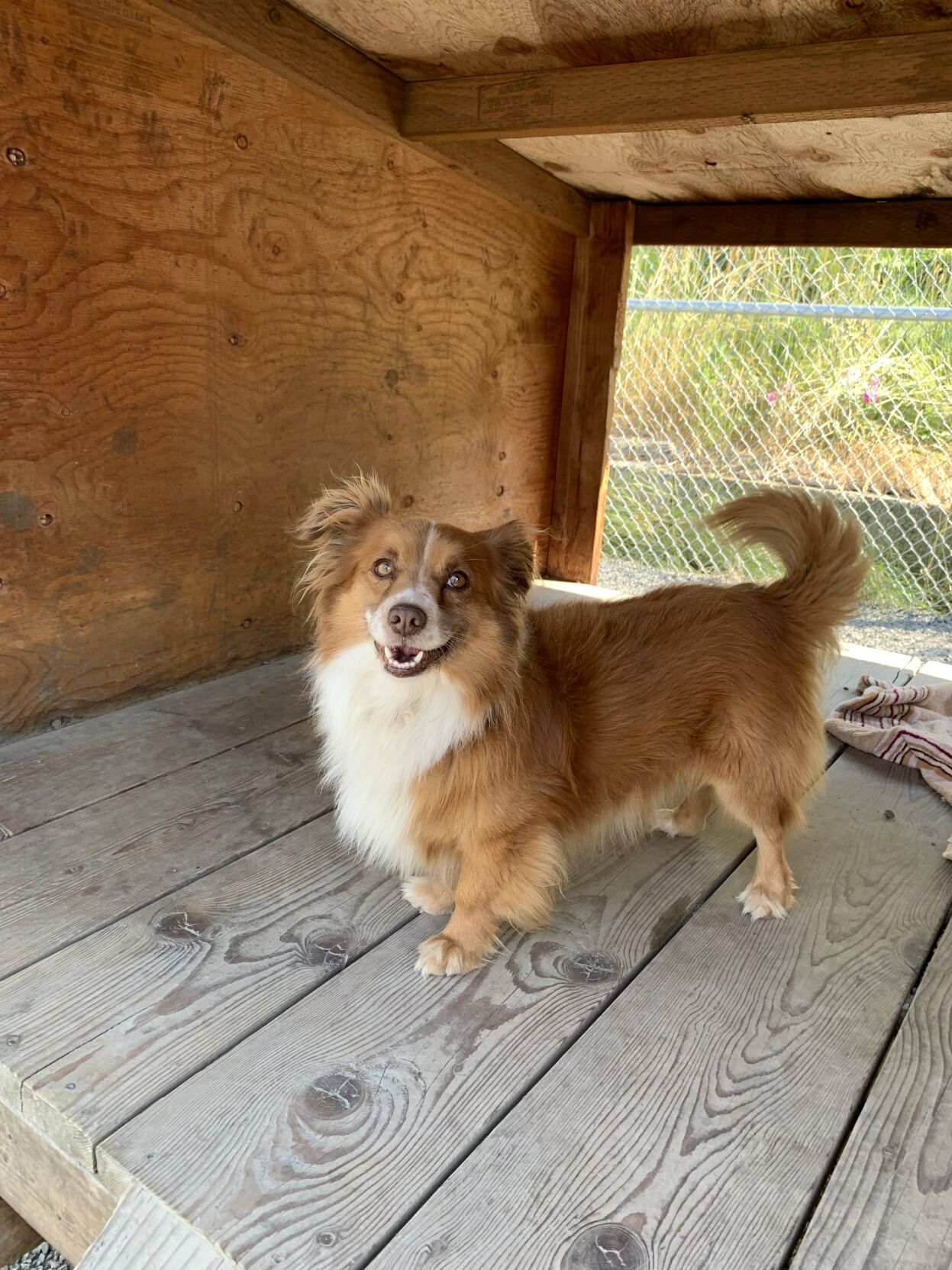 Napoleon, Humane Society of Palaus